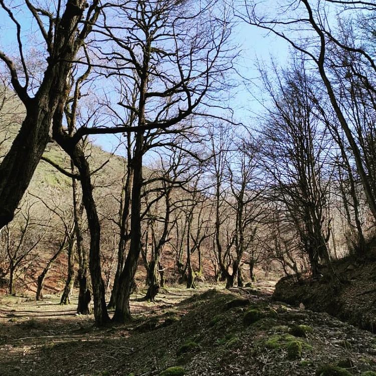 روستای نصفی شهرستان رودبار، نصفی گیلان، نصفی رستم آباد، آلش دشت، تپه ی مارلیک، جام مارلیک، مارلیک رستم آباد
